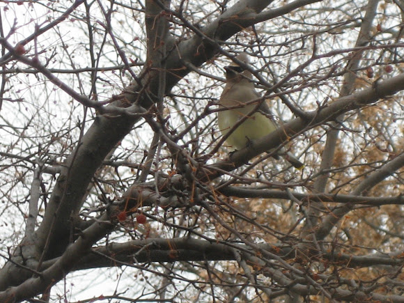 Spotting Image 1