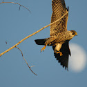 Peregrine Falcon