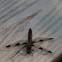 Common Whitetail (female)