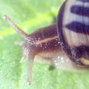 Garden snail