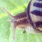 Garden snail