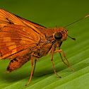 Orange Palmdart