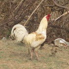 Cock