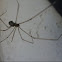 Marbled cellar spider