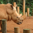 White Rhinoceros