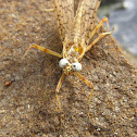 Heptageniid Mayfly