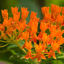 Butterfly Weed