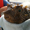 Porcupine fish 