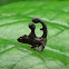 Membracid Treehopper