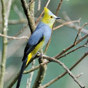 Long-tailed Silky-flycatcher