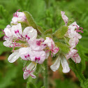 Malva Rosa