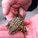 Mountain Yellow legged frog