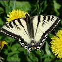 Canadian Tiger Swallowtail