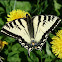 Canadian Tiger Swallowtail