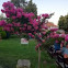 Crape Myrtle 