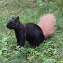 Eastern Gray Squirrel
