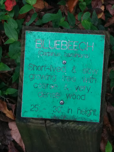 Bluebeech Trail Marker