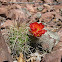 Prickly Pear
