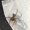 Brown Recluse Spider