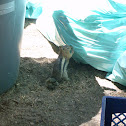 Golden-mantled Ground Squirrel