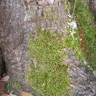 Moss
