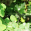 Sheet Web Spider