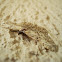 Moth