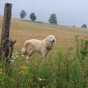 Great Pyrenees
