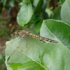 Dragonfly