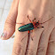 Bumelia borer