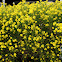 Euryops