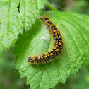 Western Tent Caterpillar
