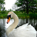 Mute Swan