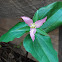 Western Trillium