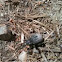 Unknown Weevil Species