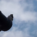 Sparrow