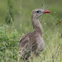 Red-legged Serima