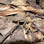 Ghost Anole or Lemur Anole