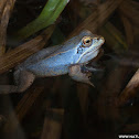 Moor Frog