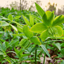 Hellebore/Hostni teloh