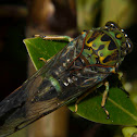 Chorus cicada