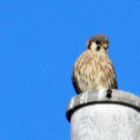 American Kestrel