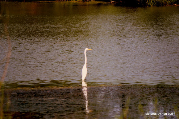 Spotting Image 1