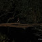 Greater Glider