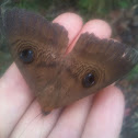 Old Lady Moth