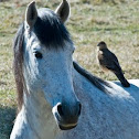 TIUQUE sitting on a Lusitano stallion