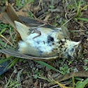 Hermit Thrush (dead) :(
