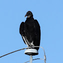Black Vulture