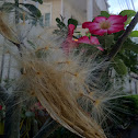 Desert rose