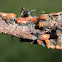Two-lined Gum Leafhopper